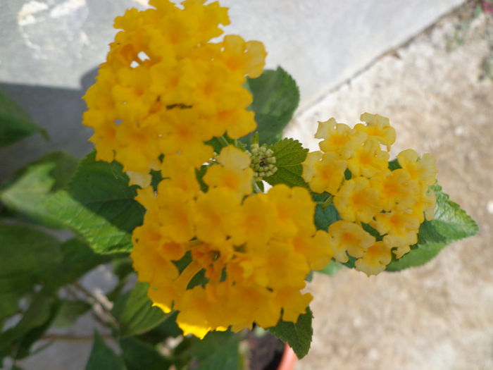 202 - Lantana colectie