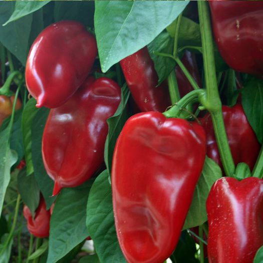 Poprícă - 2-1  Regionalisme din MM