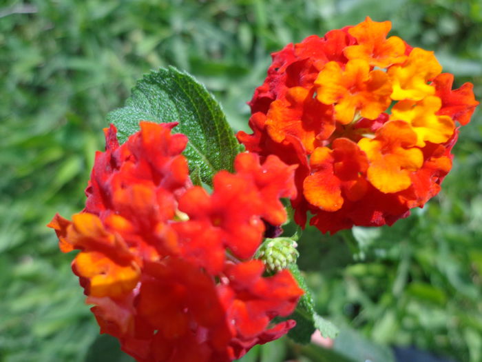 214 - Lantana colectie