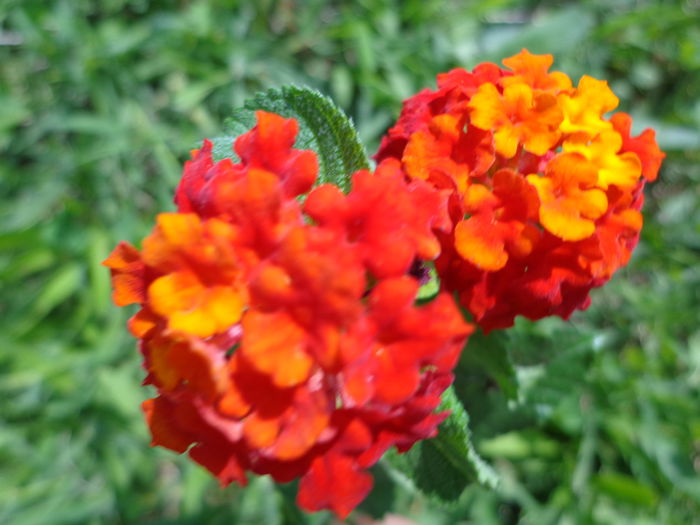 213 - Lantana colectie