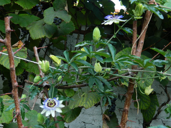 DSCN8943 - SEPTEMBRIE_2_2014