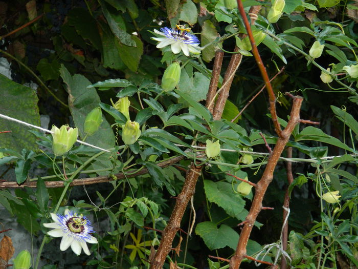 DSCN8952 - SEPTEMBRIE_2_2014