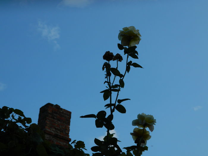 DSCN8955 - SEPTEMBRIE_2_2014