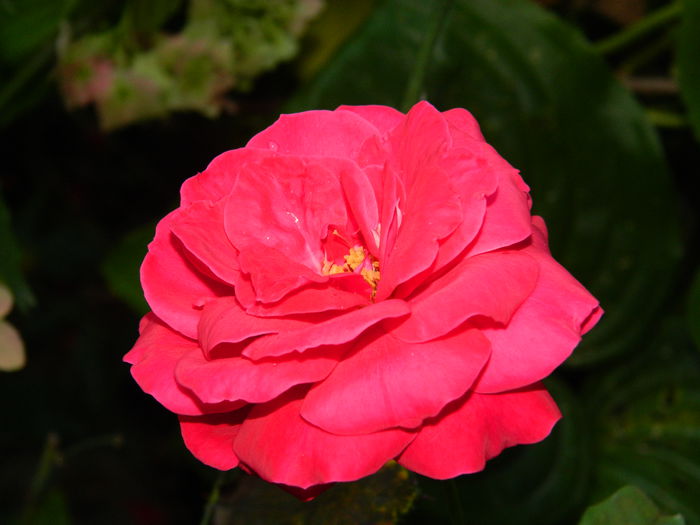 DSCN8957 - SEPTEMBRIE_2_2014