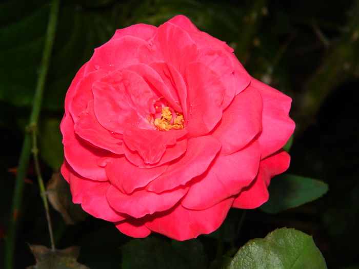 DSCN8958 - SEPTEMBRIE_2_2014