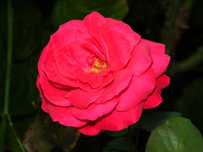 DSCN8959 - SEPTEMBRIE_2_2014