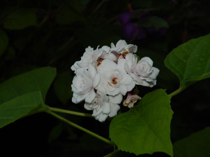 DSCN8960 - SEPTEMBRIE_2_2014