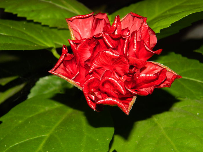 DSCN8961 - SEPTEMBRIE_2_2014