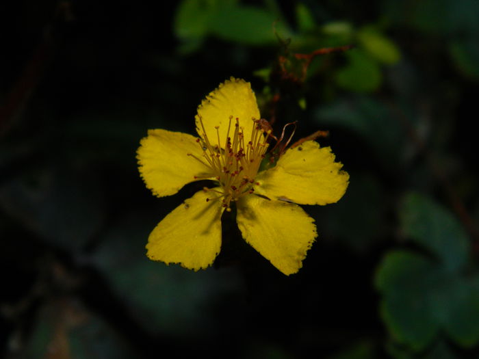 DSCN8963 - SEPTEMBRIE_2_2014