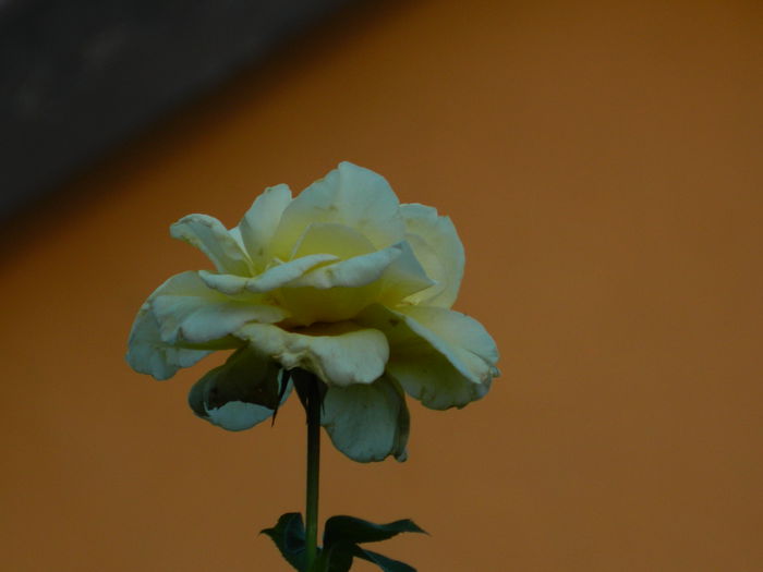 DSCN8965 - SEPTEMBRIE_2_2014