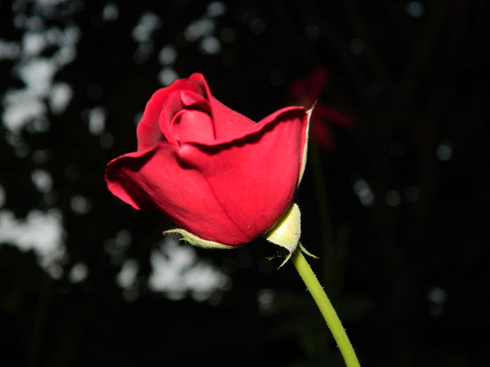 DSCN8968 - SEPTEMBRIE_2_2014