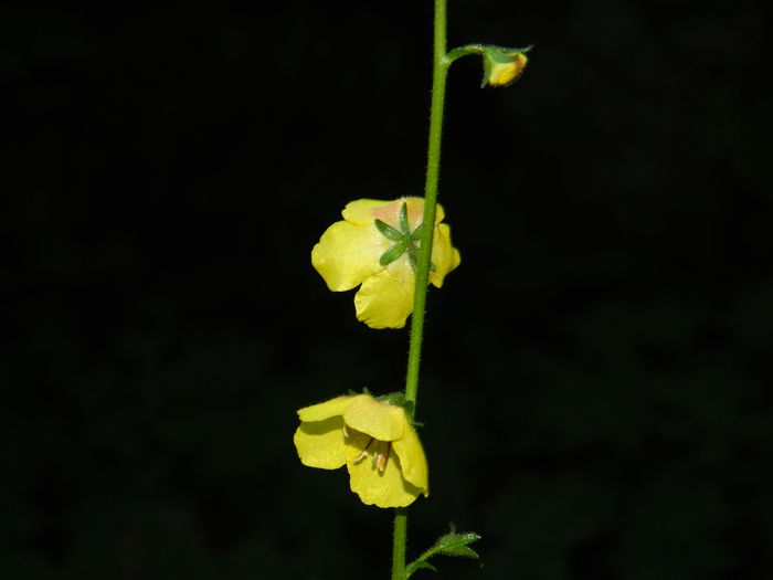 DSCN8971 - SEPTEMBRIE_2_2014