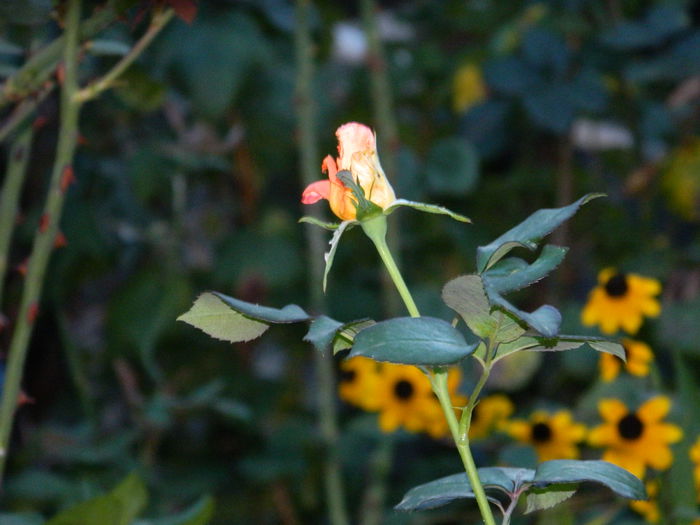 DSCN8973 - SEPTEMBRIE_2_2014