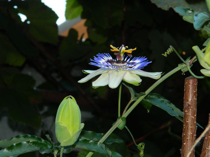 DSCN8977 - SEPTEMBRIE_2_2014