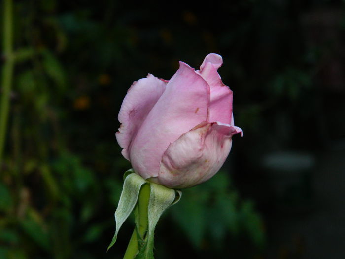DSCN8979 - SEPTEMBRIE_2_2014