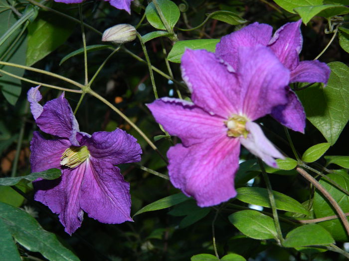 DSCN8980 - SEPTEMBRIE_2_2014