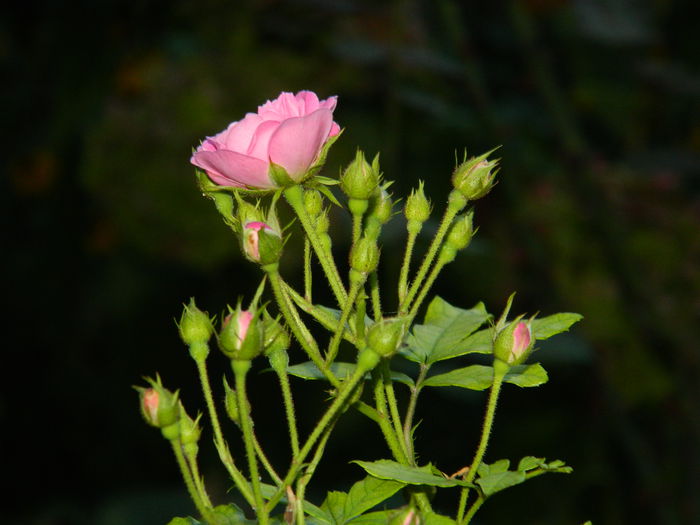 DSCN8984 - SEPTEMBRIE_2_2014