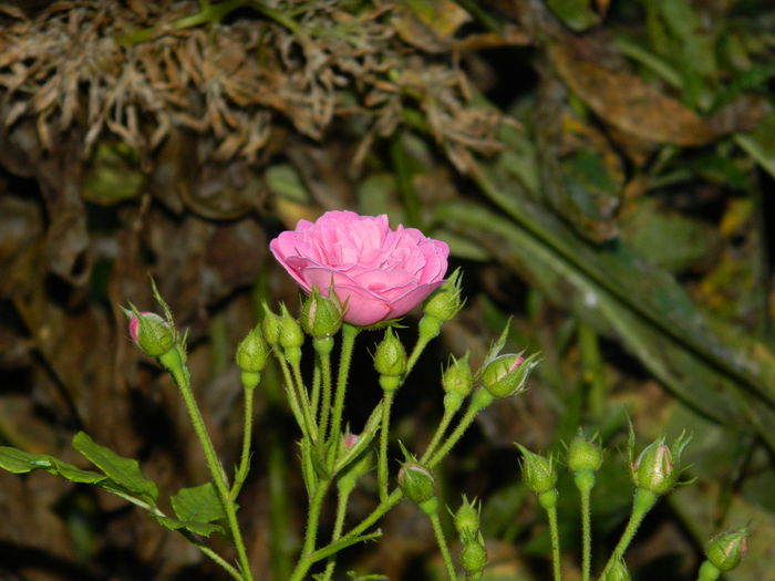 DSCN8988 - SEPTEMBRIE_2_2014