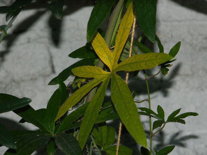 DSCN8989 - SEPTEMBRIE_2_2014