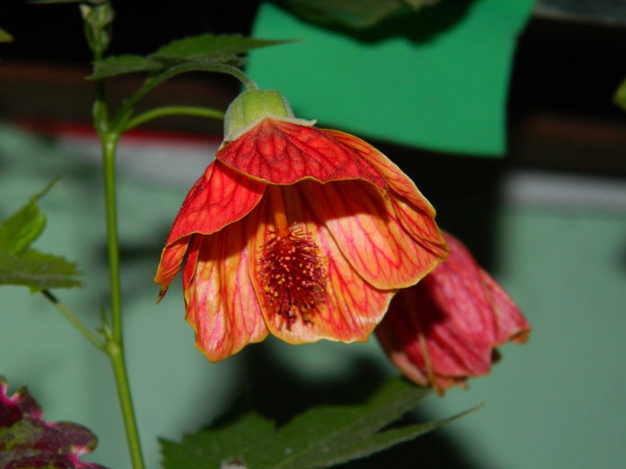 DSCN8994 - SEPTEMBRIE_2_2014