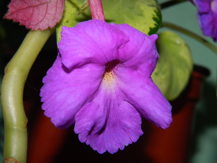 DSCN9008 - SEPTEMBRIE_2_2014
