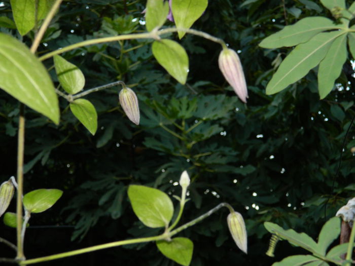 DSCN9010 - SEPTEMBRIE_2_2014