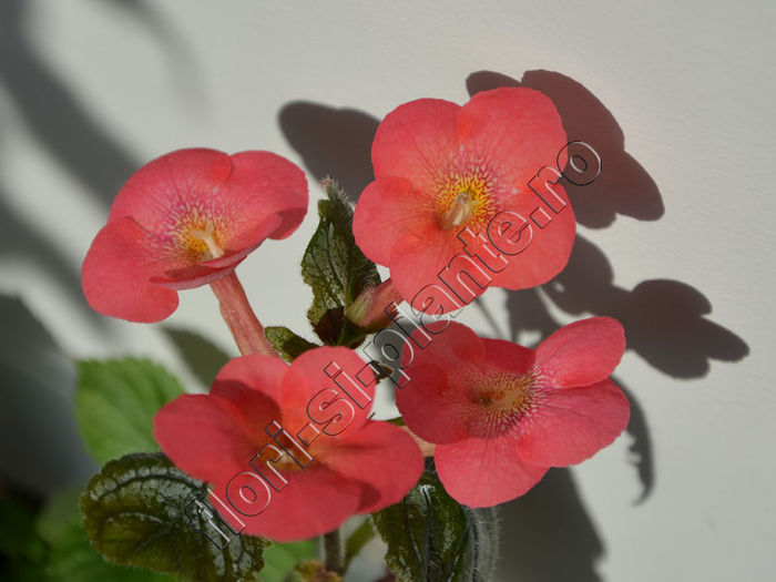 Achimenes Aquarius