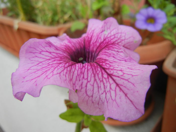 Petunia (2014, September 09) - PETUNIA Simple