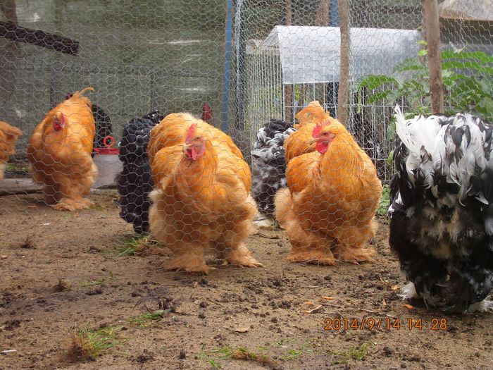 10454957_1539164482984018_3463137117495138193_o - TINERET 2014   1