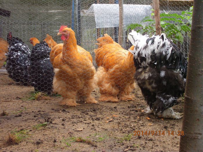 10659004_1539164562984010_1037279576354796486_o - TINERET 2014   1