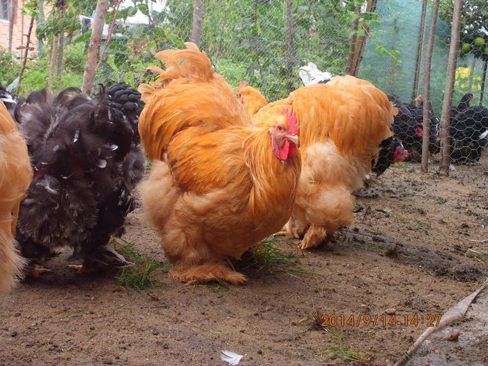 10687469_1539164732983993_3235576094722118806_o - TINERET 2014   1