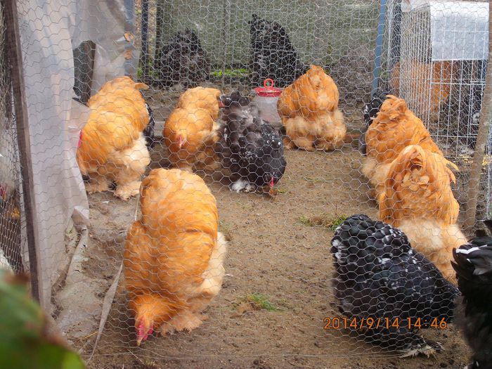 10688038_1539164602984006_9089295828487950495_o - TINERET 2014   1