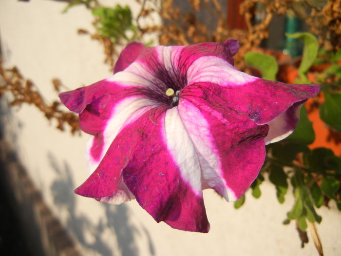 Petunia (2014, September 09) - PETUNIA Simple