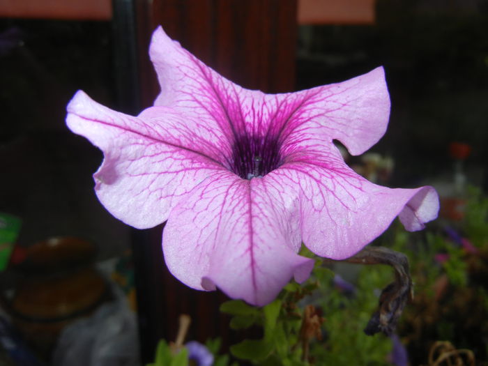 Petunia (2014, September 09) - PETUNIA Simple