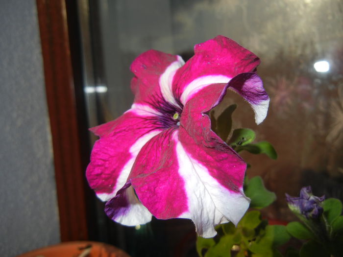 Petunia (2014, September 09)