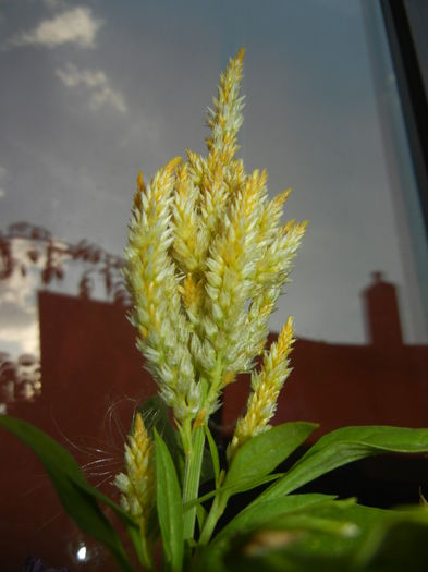 Celosia plumosa (2014, Sep.09) - CELOSIA Plumosa