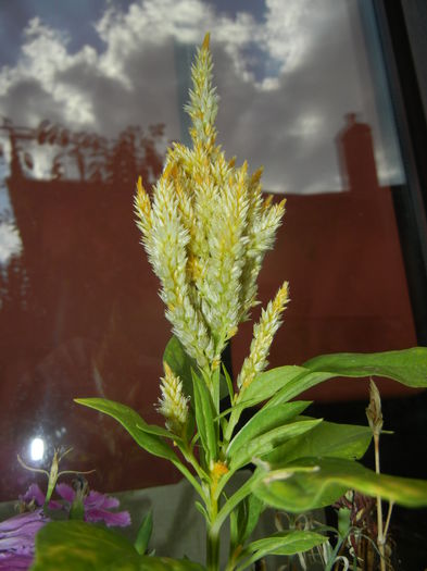 Celosia plumosa (2014, Sep.12) - CELOSIA Plumosa