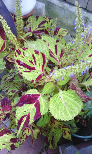 IMG_20140914_163751 - coleus