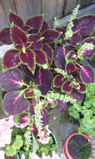 IMG_20140914_163925 - coleus