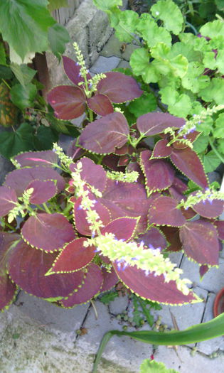 IMG_20140914_163931 - coleus