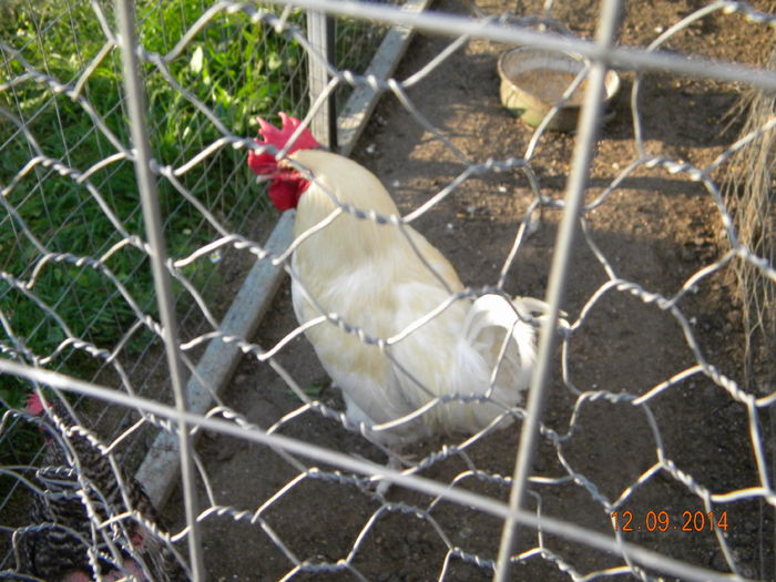 DSCN3572 - MARANS ALB