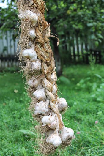 Ai - 2-1  Regionalisme din MM