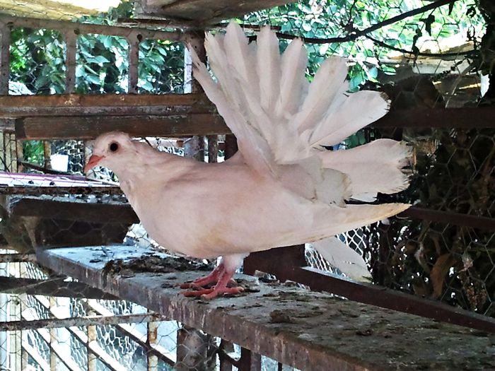 Pui 2014 - X Voliera Agrement 2014 X