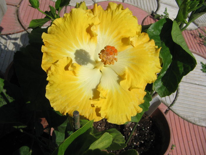 IMG_1226 - Hibiscus 2
