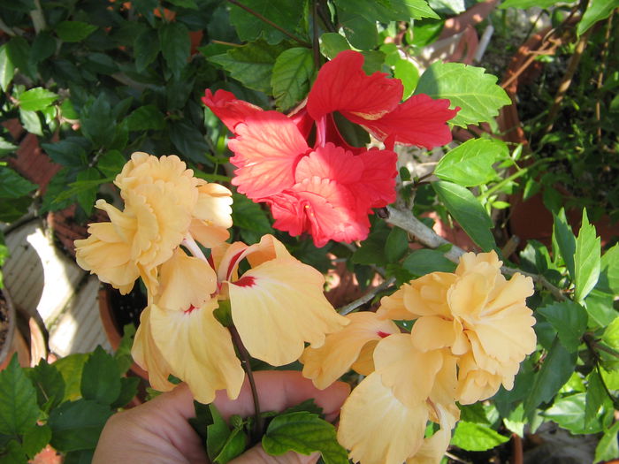 IMG_1227 - Hibiscus 2