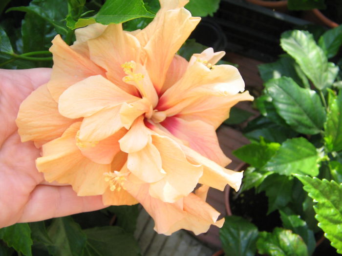 IMG_1228 - Hibiscus 2