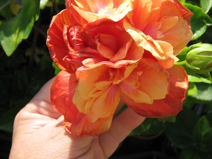 IMG_1229 - Hibiscus 2