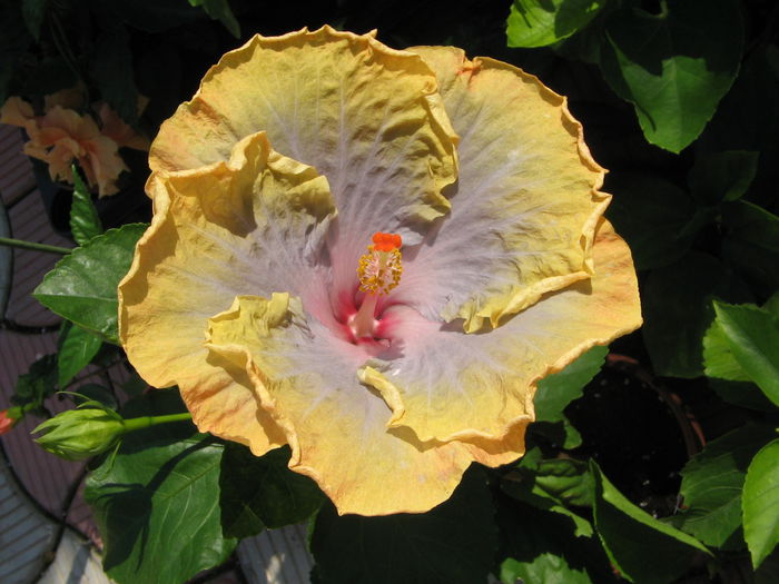 IMG_1231 - Hibiscus 2