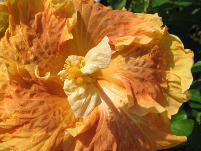 IMG_1232 - Hibiscus 2
