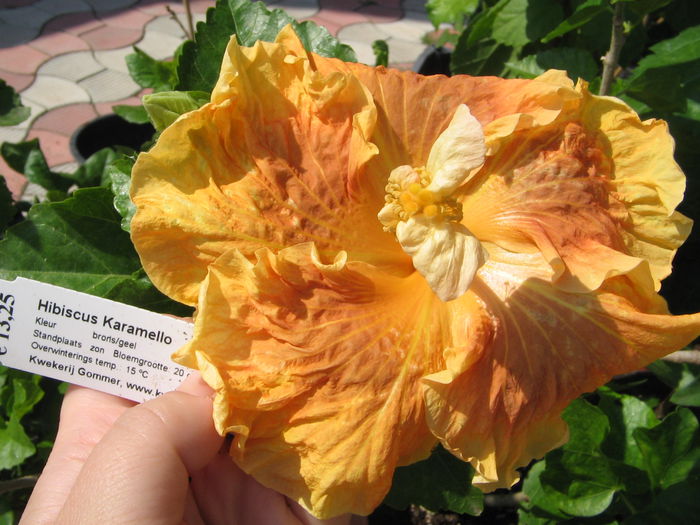 IMG_1233 - Hibiscus 2